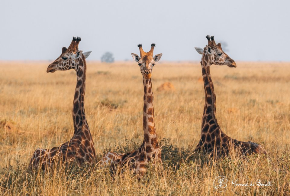 Giraffen in Kidepo National park, Oeganda door Yvonne de Bondt