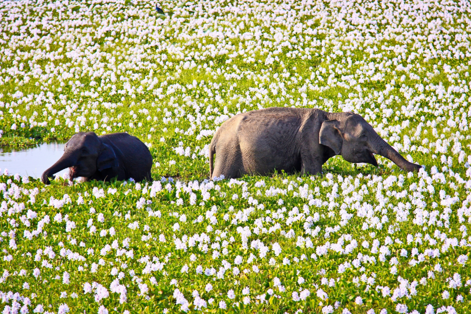 Spot de olifanten in nationaal park Yala in Azië. Foto: GettyImages