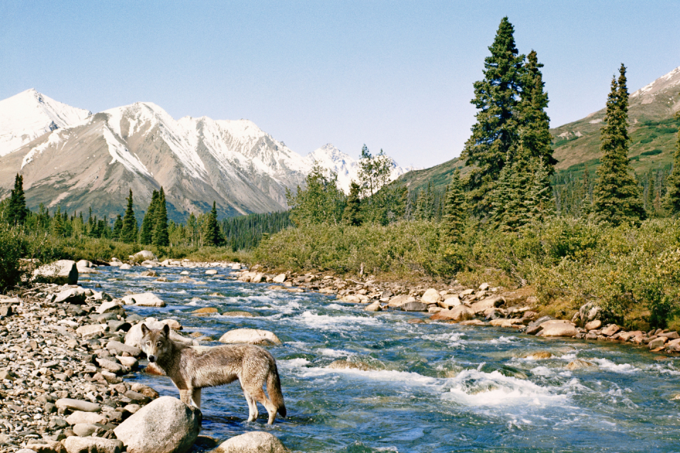 Denali Alaska in VS. Foto: GettyImages