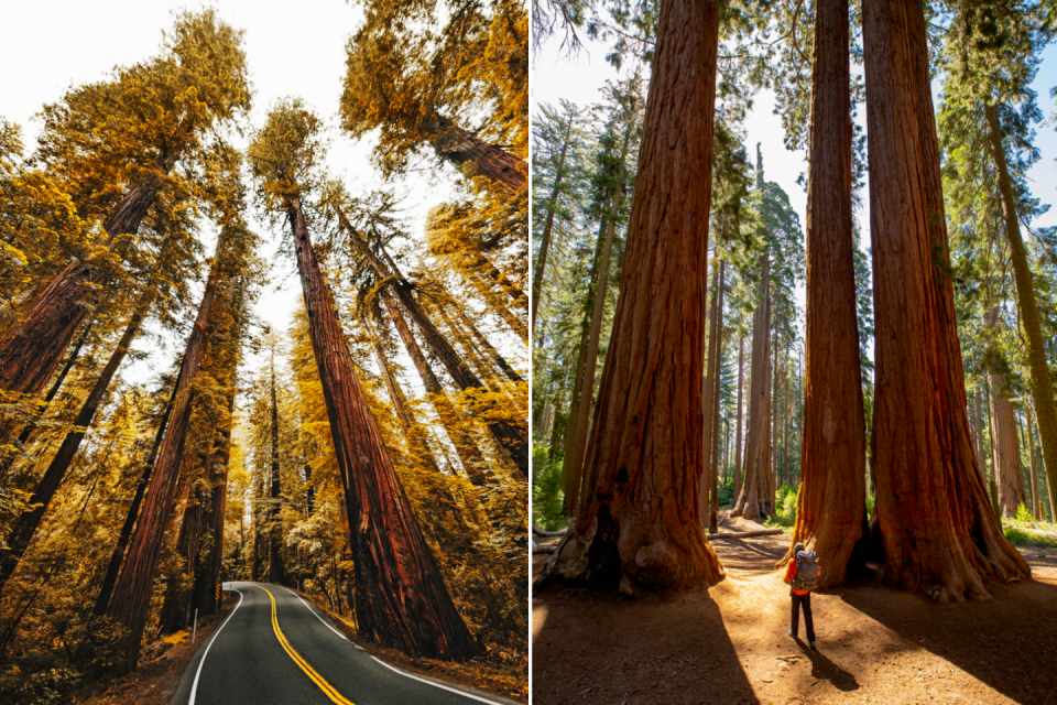 Redwood, Californië VS. Foto's: iStock en GettyImages