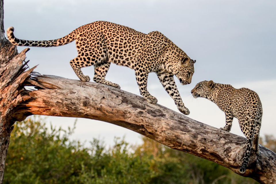 Ga op voetsafari door Kruger in Zuid-Afrika. Foto: GettyImages