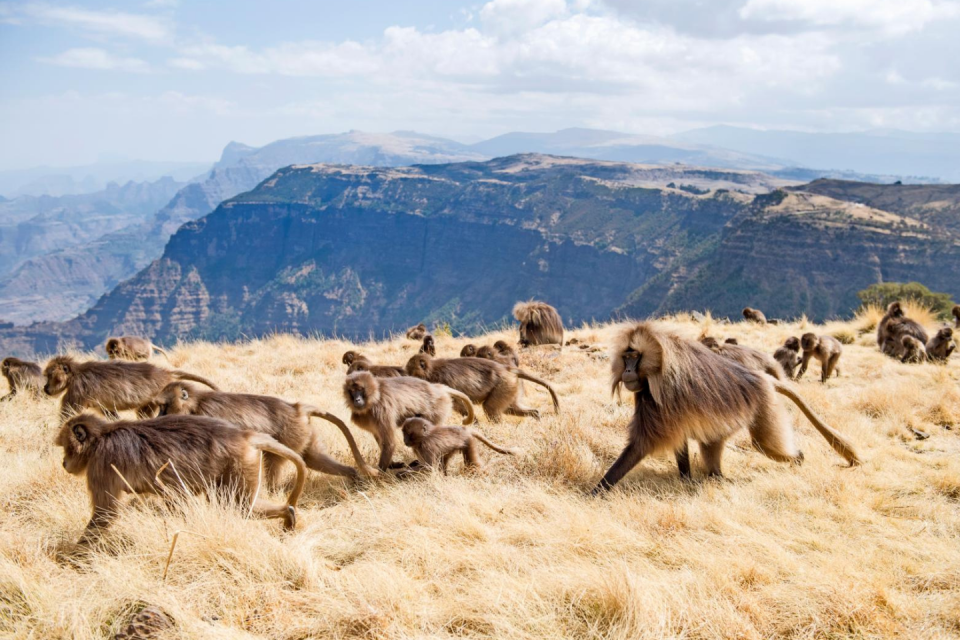 SIMIEN MOUNTAINS, ETHIOPIË Foto: Bente Stachowske