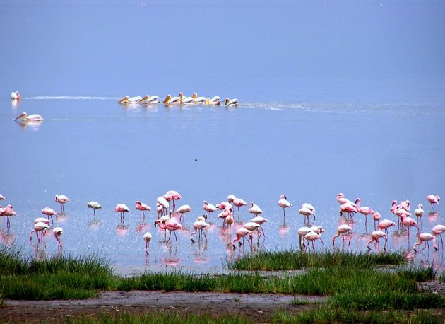 flamingos en pelikanen