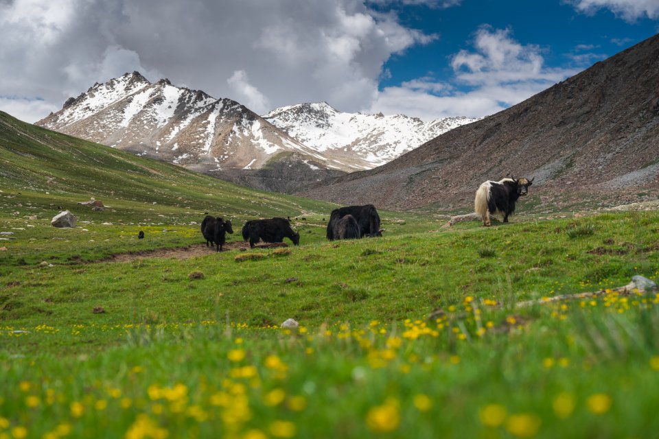 Wari La-pas in Ladakh. Foto: Getty Images