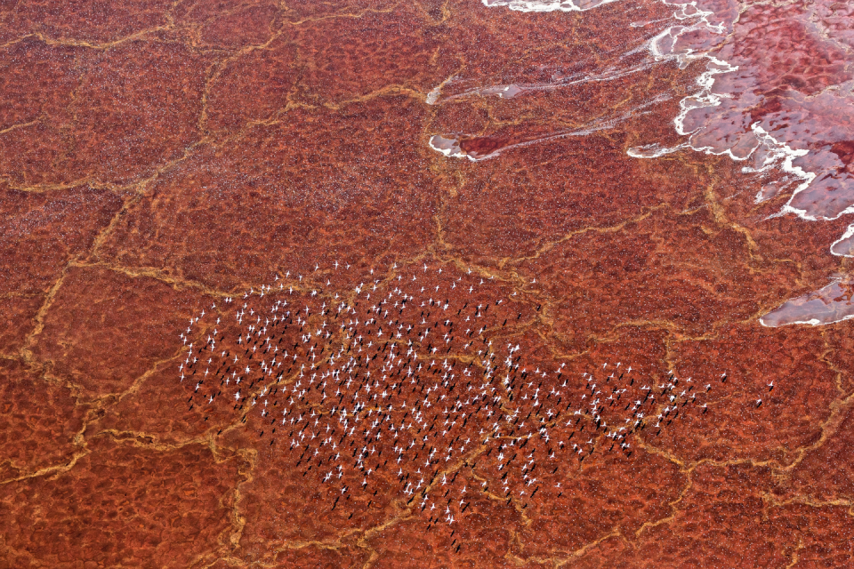 Het Natronmeer in Tanzania. Foto: Getty Images
