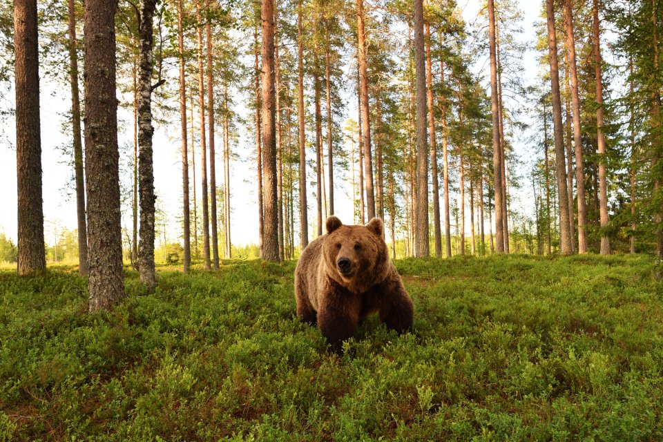 Je wordt aangevallen door een beer: wat te doen? Foto: Getty Images