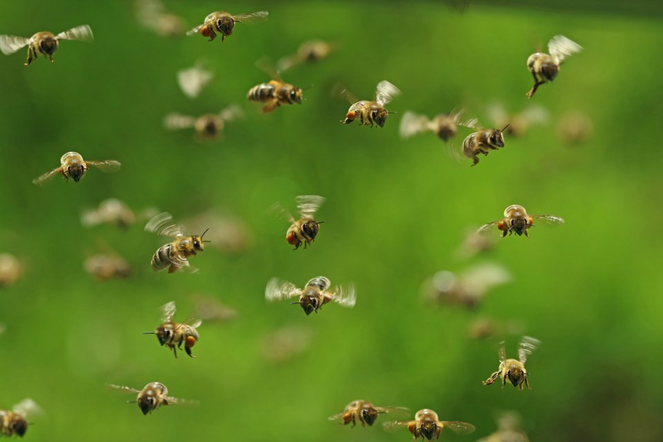 Je wordt aangevallen door een zwerm bijen: wat te doen? Foto: Getty Images