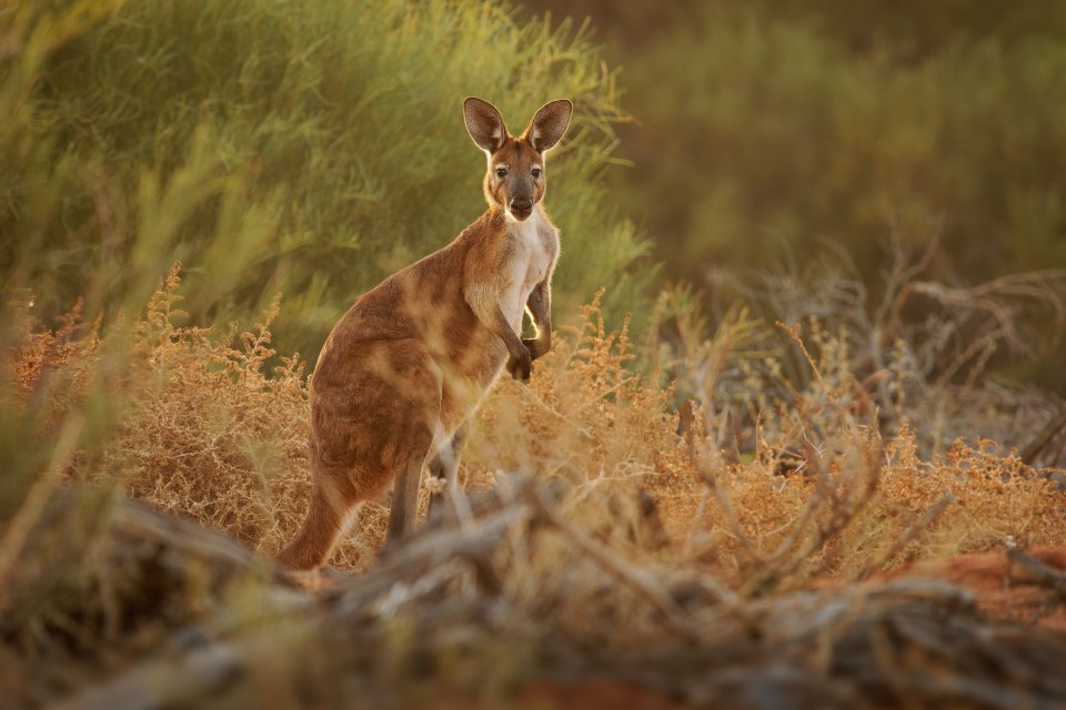 Je wordt aangevallen door een kangoeroe: wat te doen? Foto: Getty Images