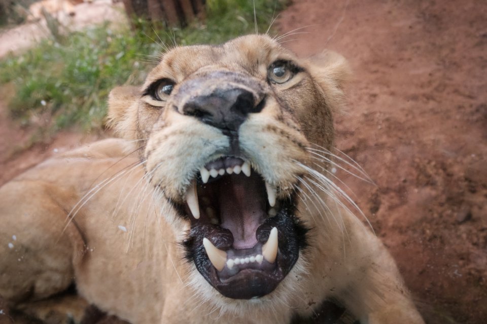 Je wordt aangevallen door een leeuw: wat te doen? Foto: Getty Images