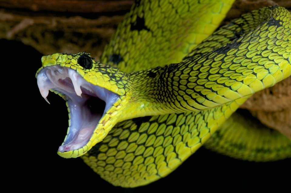 Je wordt aangevallen door een slang: wat te doen? Foto: Getty Images