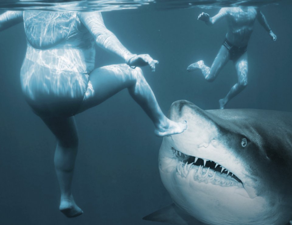 Als een haai je aanvalt: ga in de aanval. Foto: Getty Images