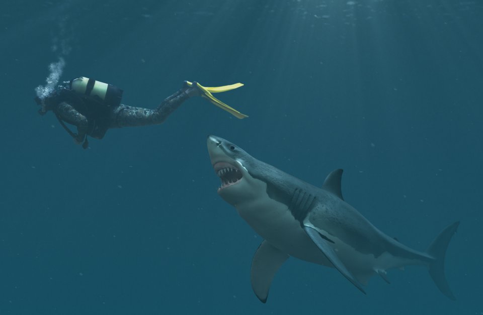 Als een haai je aanvalt: ga in de verdediging. Foto: Getty Images