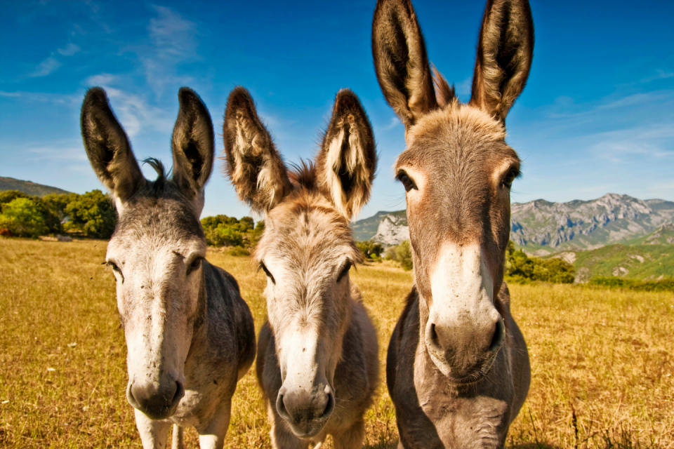 Trek met ezels door Catalonië. Foto: Getty Images
