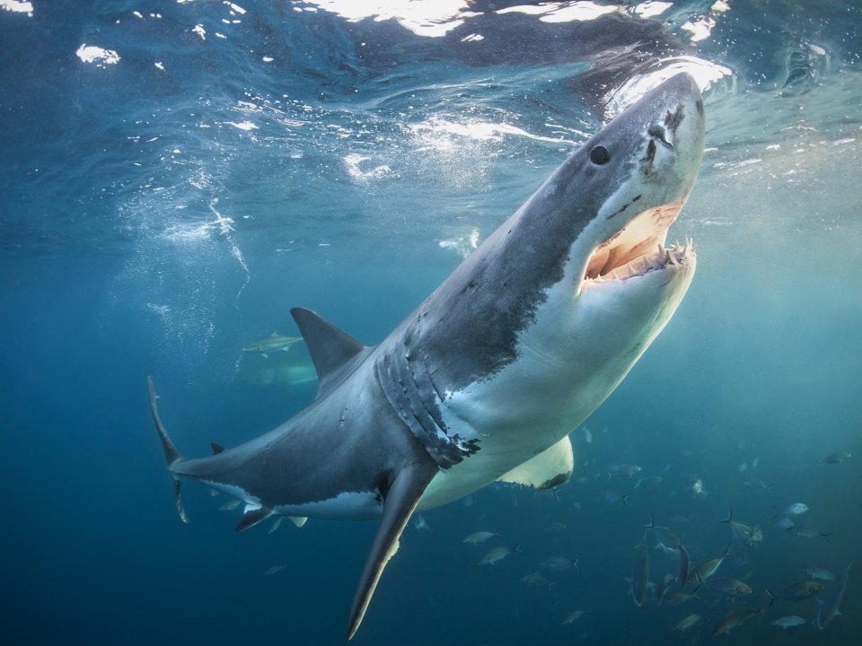 Witte haai: hoe gevaarlijk en waar kun je ze tegenkomen? Foto: Getty Images