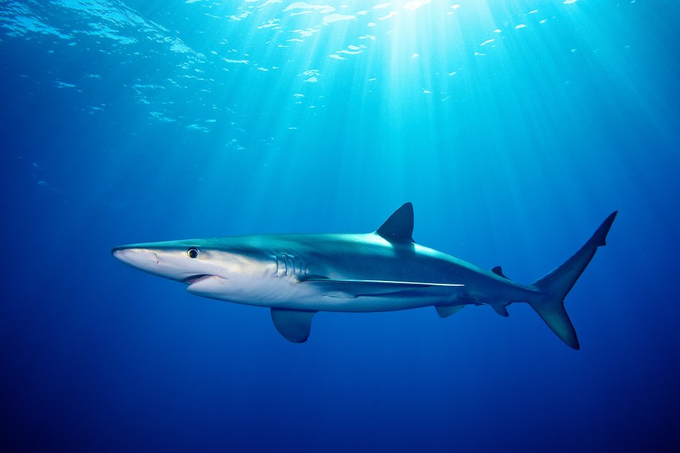 Blauwe haai: hoe gevaarlijk en waar kun je ze tegenkomen? Foto: Getty Images
