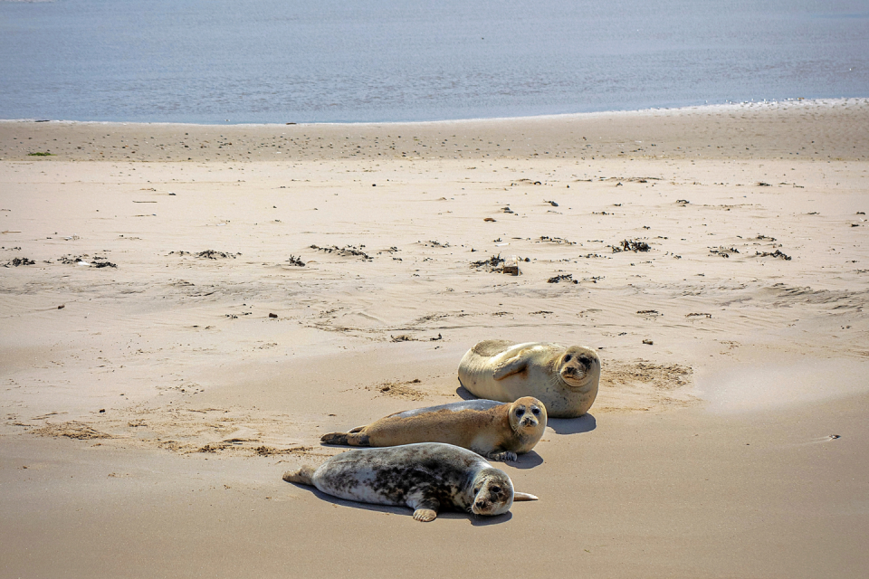 De Waddenzee. Foto: Getty Images