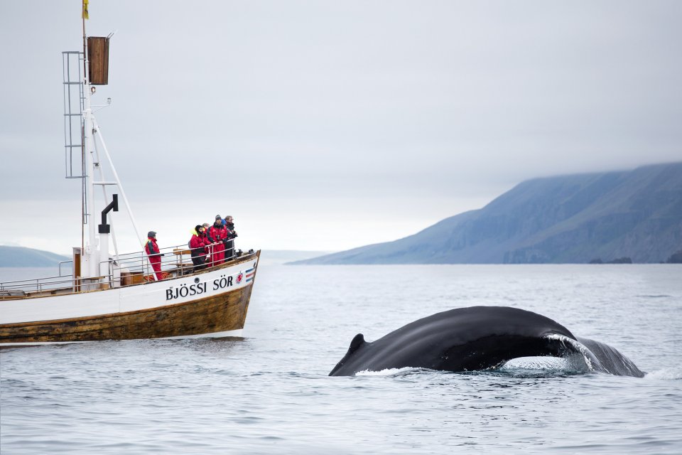 Nieuwe hobby op reis: help bij marien onderzoek in IJsland. Foto: Getty Images