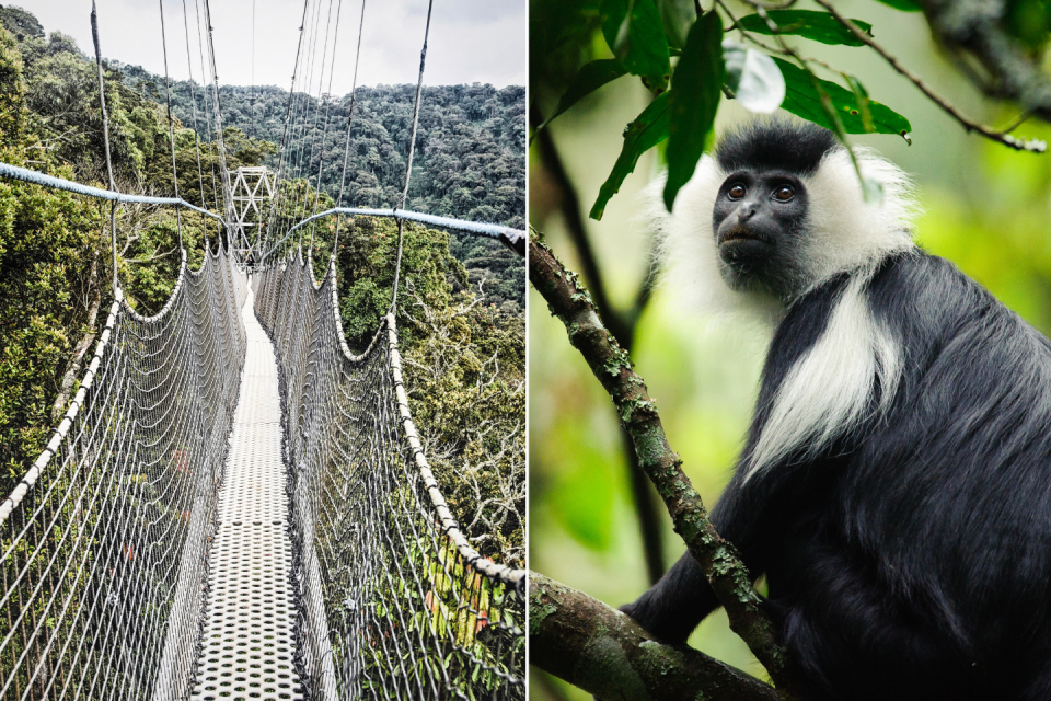 Nyungwe Forest National Park, Rwanda. Foto's: Getty Images