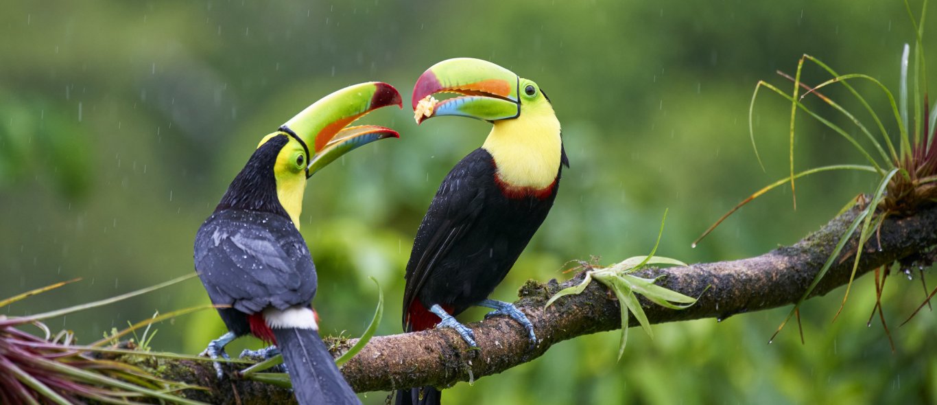 Costa Rica image