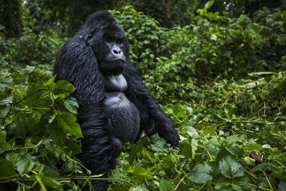 Bedreigd werelderfgoed: Virunga National Park, Congo. Foto: Getty Images