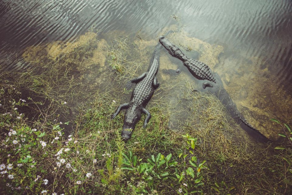 Bedreigd werelderfgoed: De Everglades, Verenigde Staten. Foto: Getty Images