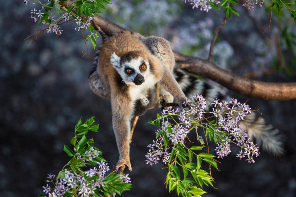 Bedreigd werelderfgoed: Regenwouden van de Atsinanana, Madagaskar. Foto: Getty Images