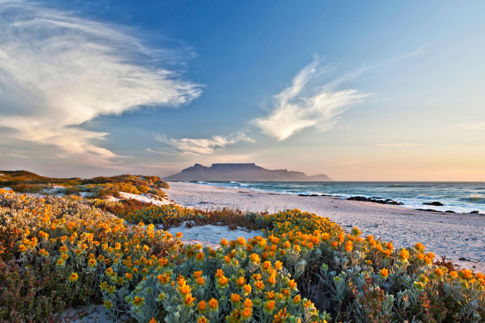 CAPE FLORAL REGION, ZUID-AFRIKA. Foto: Getty Images