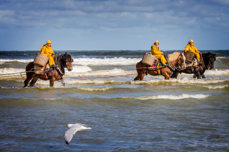 Garnaalvisserij te paard, België. Foto: Getty Images