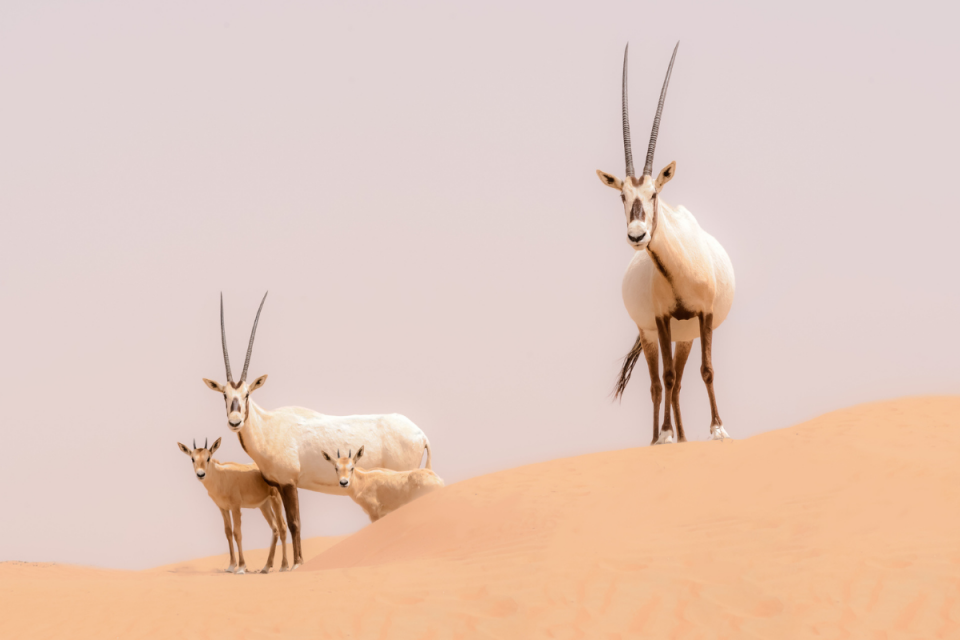 Arabian Oryx Sanctuary, Oman. Foto: Getty Images