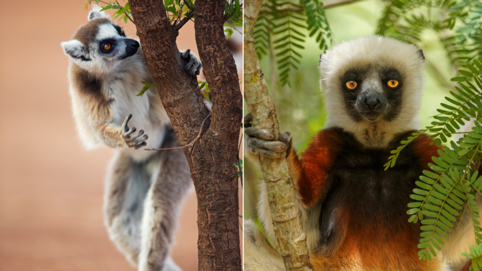 Een ringstaartmaki snuffelt naar geursporen van andere lemuren. Foto: Stijn Hoekstra. Foto 2: Getty Images