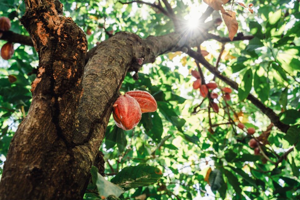 Cacaobonen in Madagaskar. Foto; Stijn Hoekstra