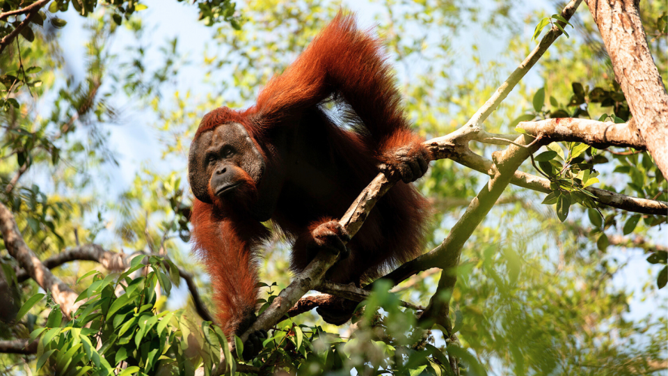 Orang-oetan in Kalimantan, Borneo. Foto: Malou van Breevoort