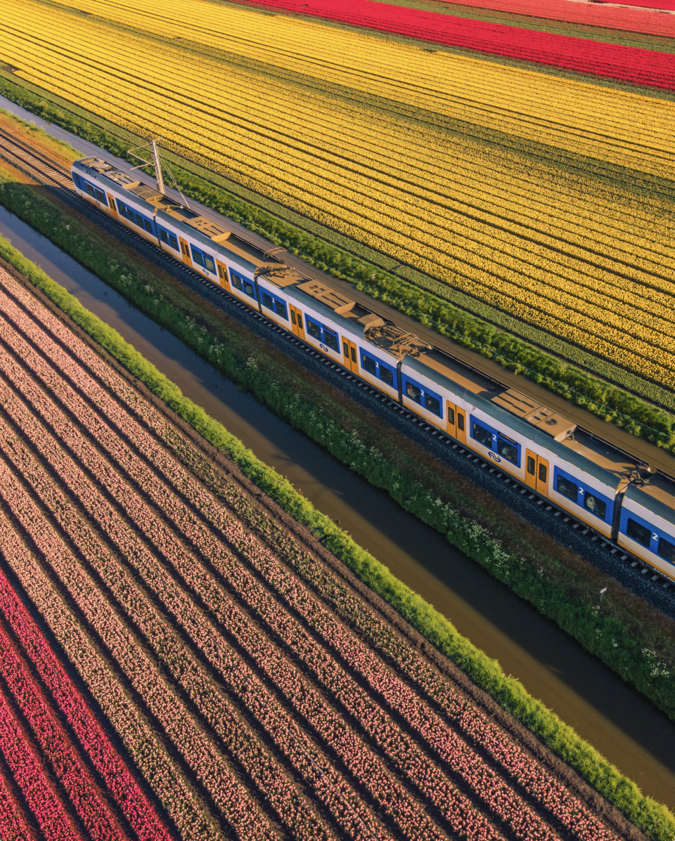 Trein door tulpenvelden. Foto: Ewold Kooistra