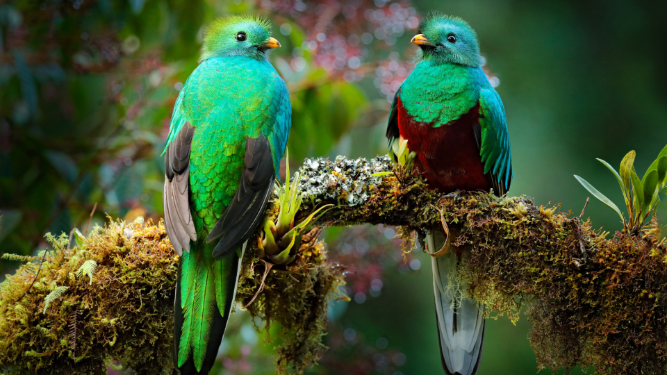 In Costa Rica kun tussen maart en juni de kleurrijke quetzal spotten. Foto: Getty Images