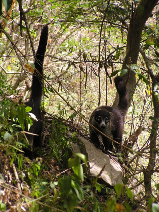 Neusbeer in N.P. Monte Verde