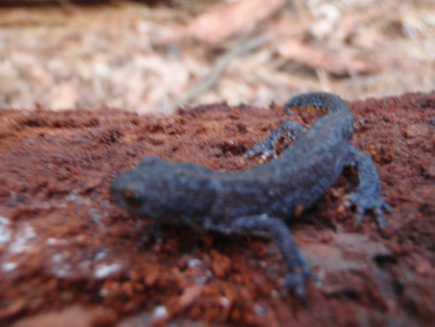 blauwe salamander