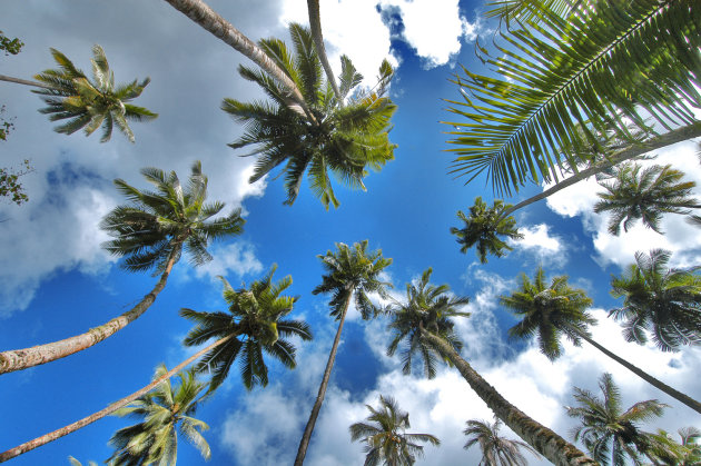 palmbomen op hiva oa