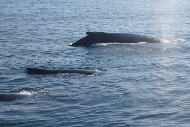 Familie Whale