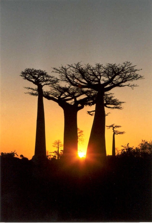 sunset tussen de Baobab s