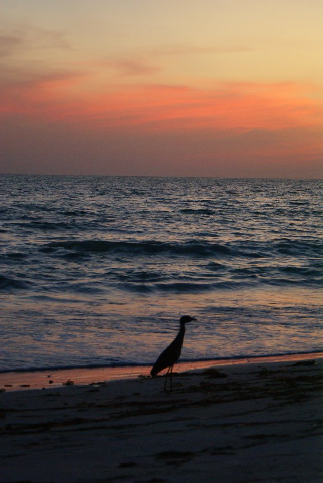 vogel bij zonsondergang
