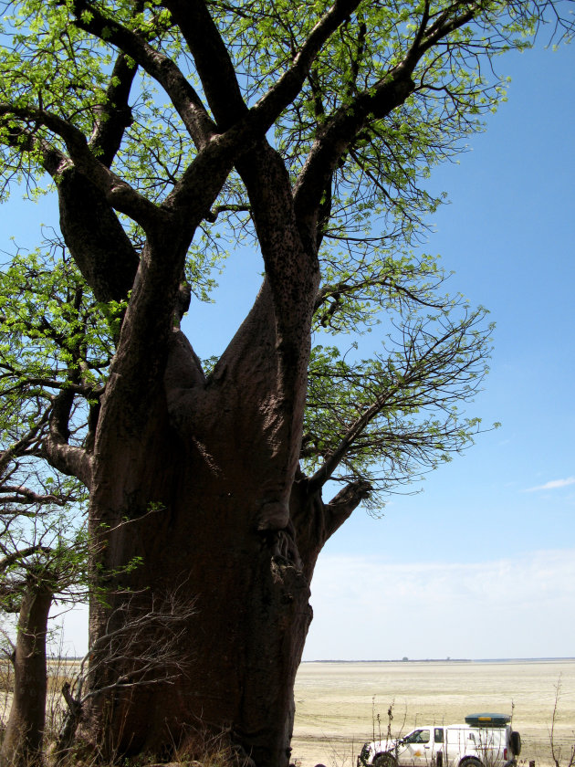 biiiiiig baobab