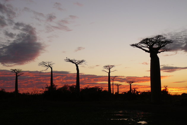 Morondava: Baobab Avenue
