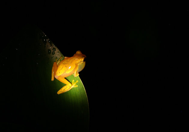 Hourglass frog
