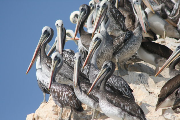 Pelikanen op de Ballestas eilanden