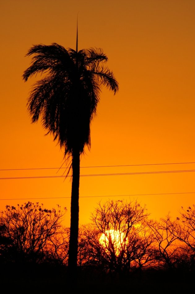 Palm in zonsondergang