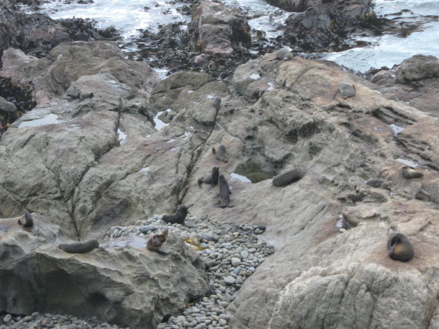 Ohau Point Seal Colony