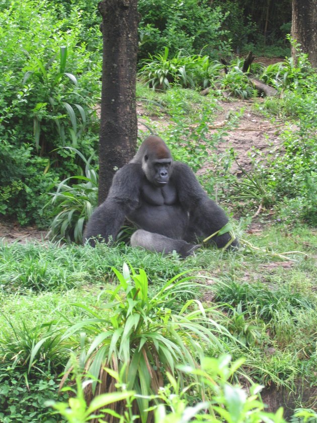 gorilla in Animal Kingdom