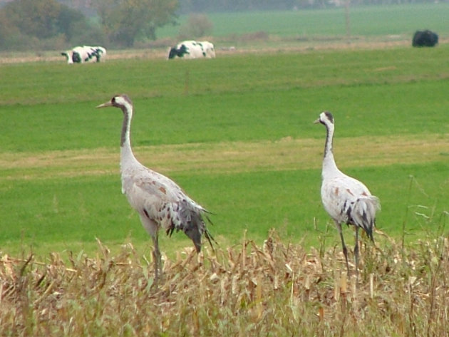 Kraanvogels op Rügen