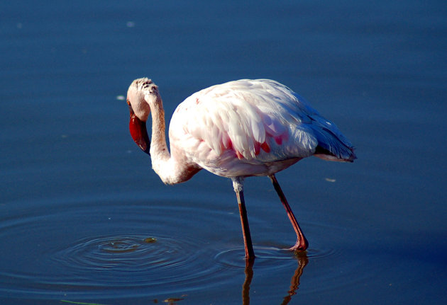 Flamingo in lake Nakuru