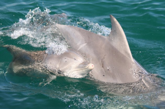 Mama en baby dolfijn